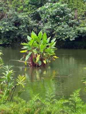 Hardy canna(Thalia dealbata)