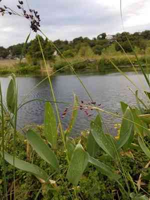 Hardy canna(Thalia dealbata)