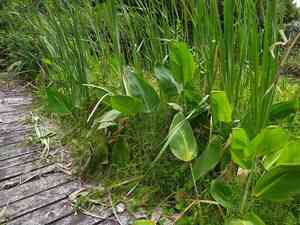 Hardy canna(Thalia dealbata)