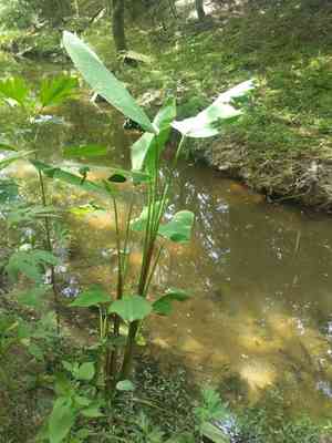 Hardy canna(Thalia dealbata)