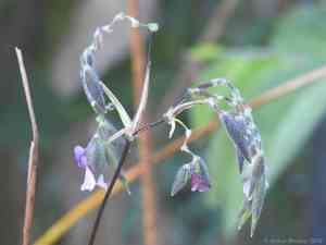 Bent Alligator-flag(Thalia geniculata)