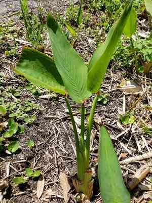 Bent Alligator-flag(Thalia geniculata)