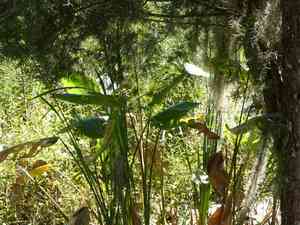 Bent Alligator-flag(Thalia geniculata)