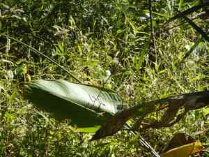 Bent Alligator-flag(Thalia geniculata)