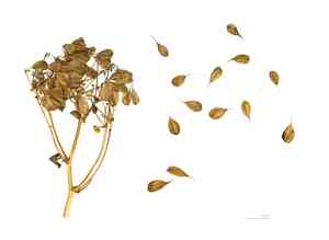 Columbine meadow-rue(Thalictrum aquilegifolium)