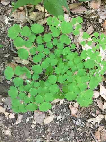 Early Meadow Rue(Thalictrum dioicum)