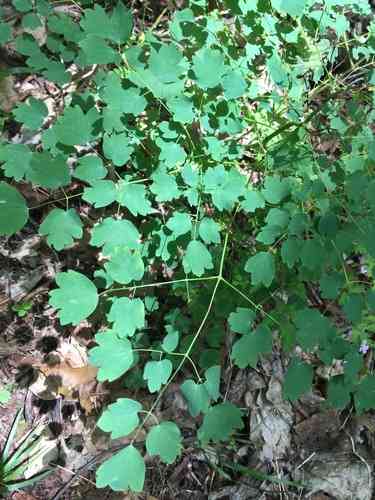 Early Meadow Rue(Thalictrum dioicum)