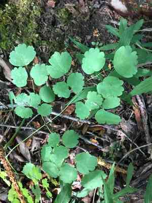 Early Meadow Rue(Thalictrum dioicum)