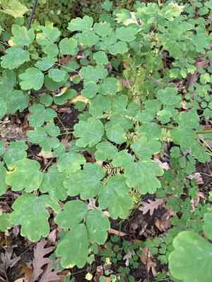 Early Meadow Rue(Thalictrum dioicum)