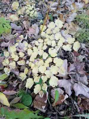 Early Meadow Rue(Thalictrum dioicum)