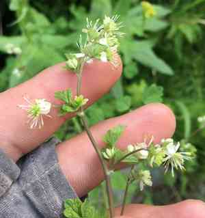 Fewflower meadow-rue(Thalictrum sparsiflorum)