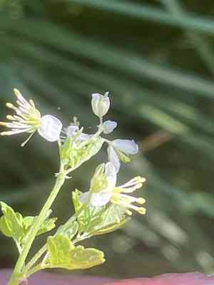 Fewflower meadow-rue(Thalictrum sparsiflorum)