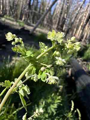 Fewflower meadow-rue(Thalictrum sparsiflorum)