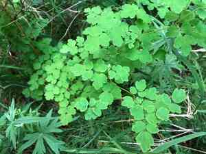 Fewflower meadow-rue(Thalictrum sparsiflorum)