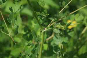 Meadow rue(Thalictrum squarrosum)