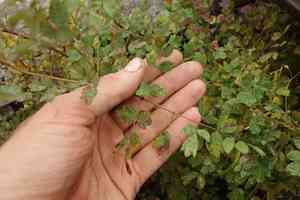 Meadow rue(Thalictrum squarrosum)