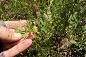 Meadow rue(Thalictrum squarrosum)