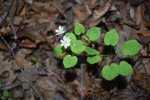 Rue-anemone(Thalictrum thalictroides)
