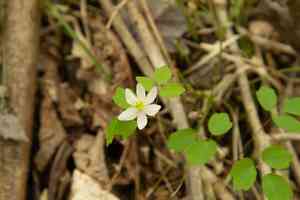 Rue-anemone(Thalictrum thalictroides)