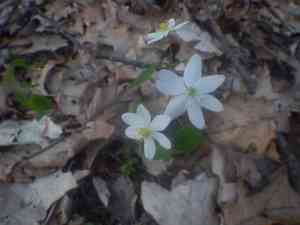 Rue-anemone(Thalictrum thalictroides)