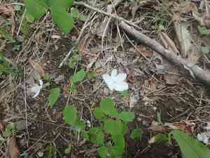 Rue-anemone(Thalictrum thalictroides)