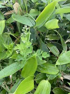 Meadow-rues (Thalictrum)(Thalictrum)