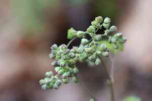 Meadow-rues (Thalictrum)(Thalictrum)