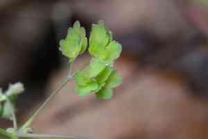 Meadow-rues (Thalictrum)(Thalictrum)