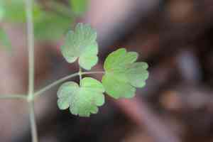 Meadow-rues (Thalictrum)(Thalictrum)