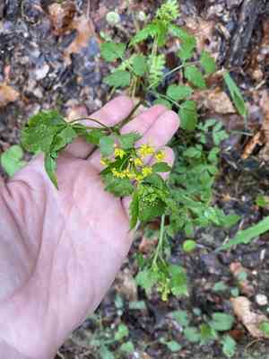 Hairyjoint meadowparsnip(Thaspium barbinode)