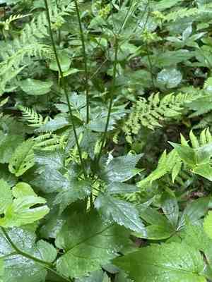 Hairyjoint meadowparsnip(Thaspium barbinode)