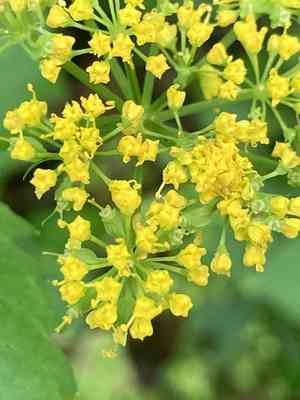 Hairyjoint meadowparsnip(Thaspium barbinode)