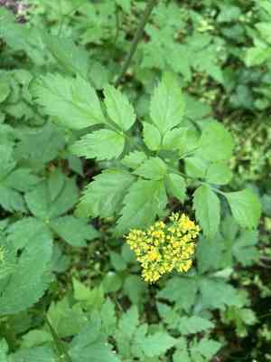 Hairyjoint meadowparsnip(Thaspium barbinode)