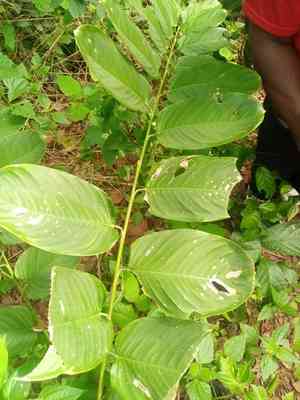 Miracle fruit(Thaumatococcus daniellii)