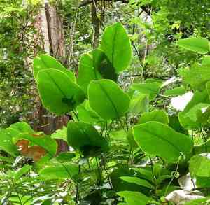 Miracle fruit(Thaumatococcus daniellii)