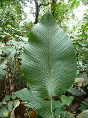 Miracle fruit(Thaumatococcus daniellii)
