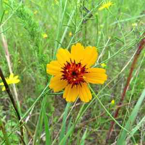 Stiff Greenthread(Thelesperma filifolium)
