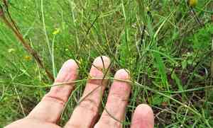 Stiff Greenthread(Thelesperma filifolium)