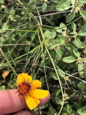 Stiff Greenthread(Thelesperma filifolium)