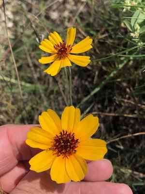 Stiff Greenthread(Thelesperma filifolium)