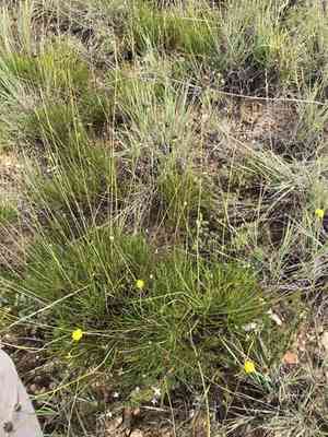 Longstalk greenthread(Thelesperma longipes)