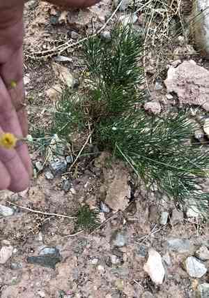 Longstalk greenthread(Thelesperma longipes)