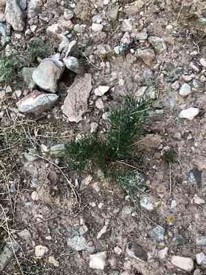 Longstalk greenthread(Thelesperma longipes)