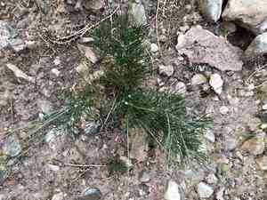 Longstalk greenthread(Thelesperma longipes)