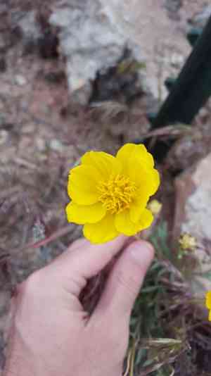 Navajo tea(Thelesperma subnudum)