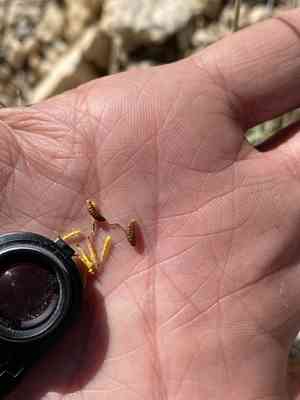 Navajo tea(Thelesperma subnudum)