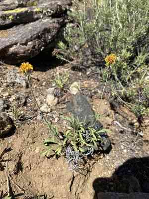 Navajo tea(Thelesperma subnudum)