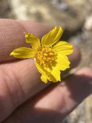 Navajo tea(Thelesperma subnudum)