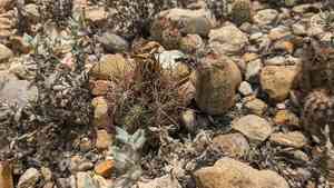 Glory of texas(Thelocactus bicolor)