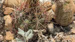 Glory of texas(Thelocactus bicolor)